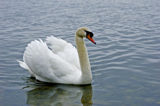 Nantucket Harbor Apartments Swan